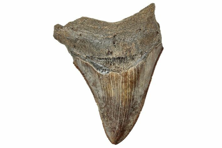 Serrated, Brown Fossil Megalodon Tooth - South Carolina #321251